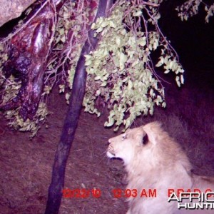 Lion on trailcam