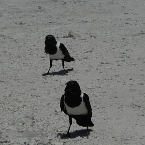 Crows Namibia