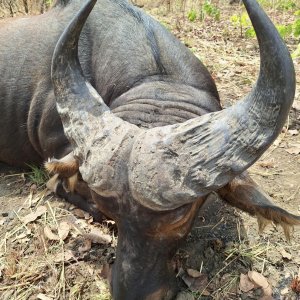 Western Savanna Buffalo Hunt Cameroon