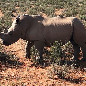 White Rhino in South Africa