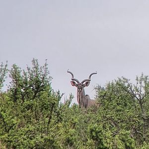 Big East Cape Kudu