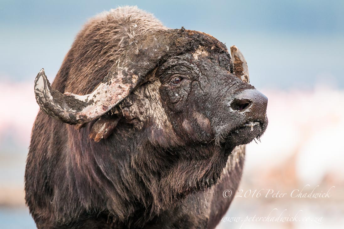 001_Cape_Buffalo_bull_PeterChadwick_AfricanConservationPhotographer.jpg