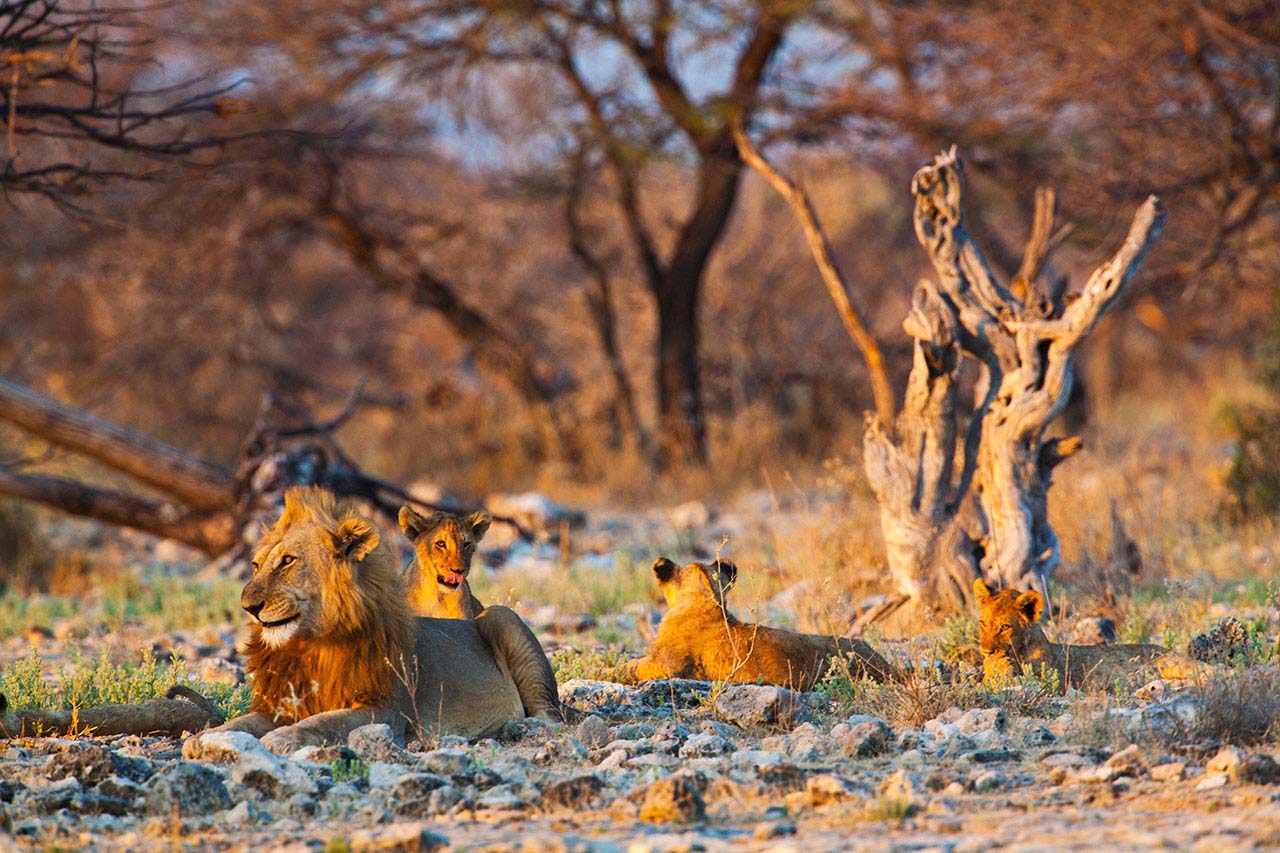 080-Etosha-Wildlife.jpg