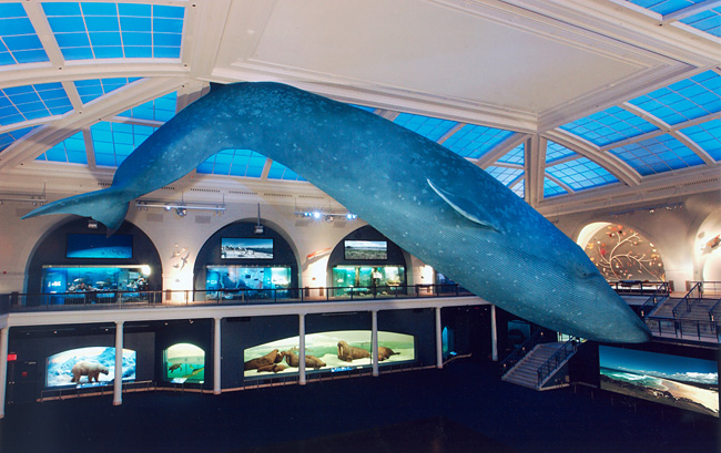 1-milstein-hall-whale_650.jpg