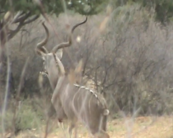 10.1 kudu.jpg