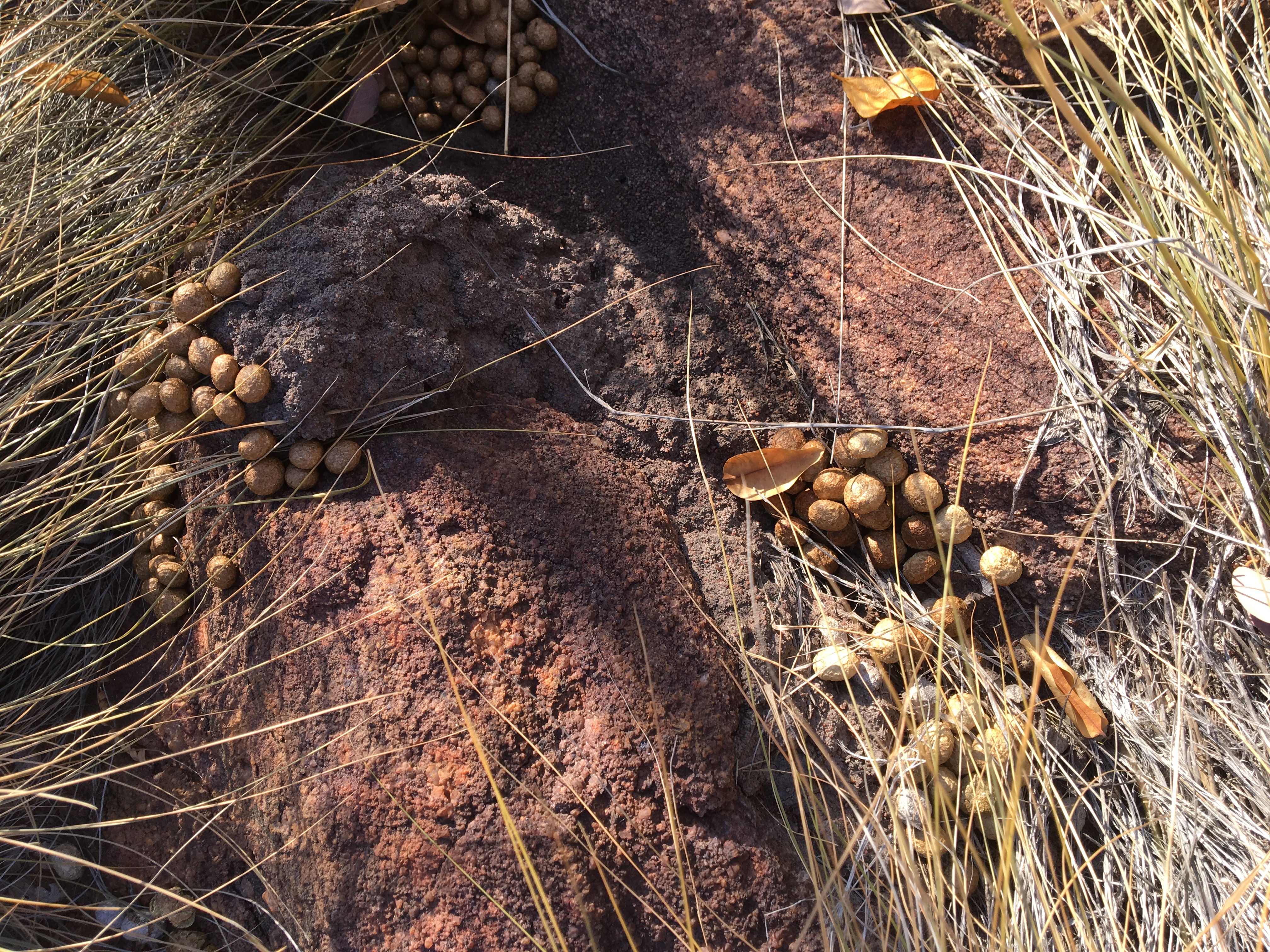 10.5 klipspringer poo.JPG