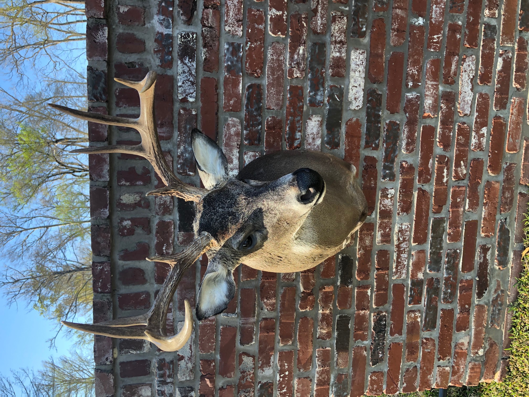 10 pt Whitetail mount.jpg