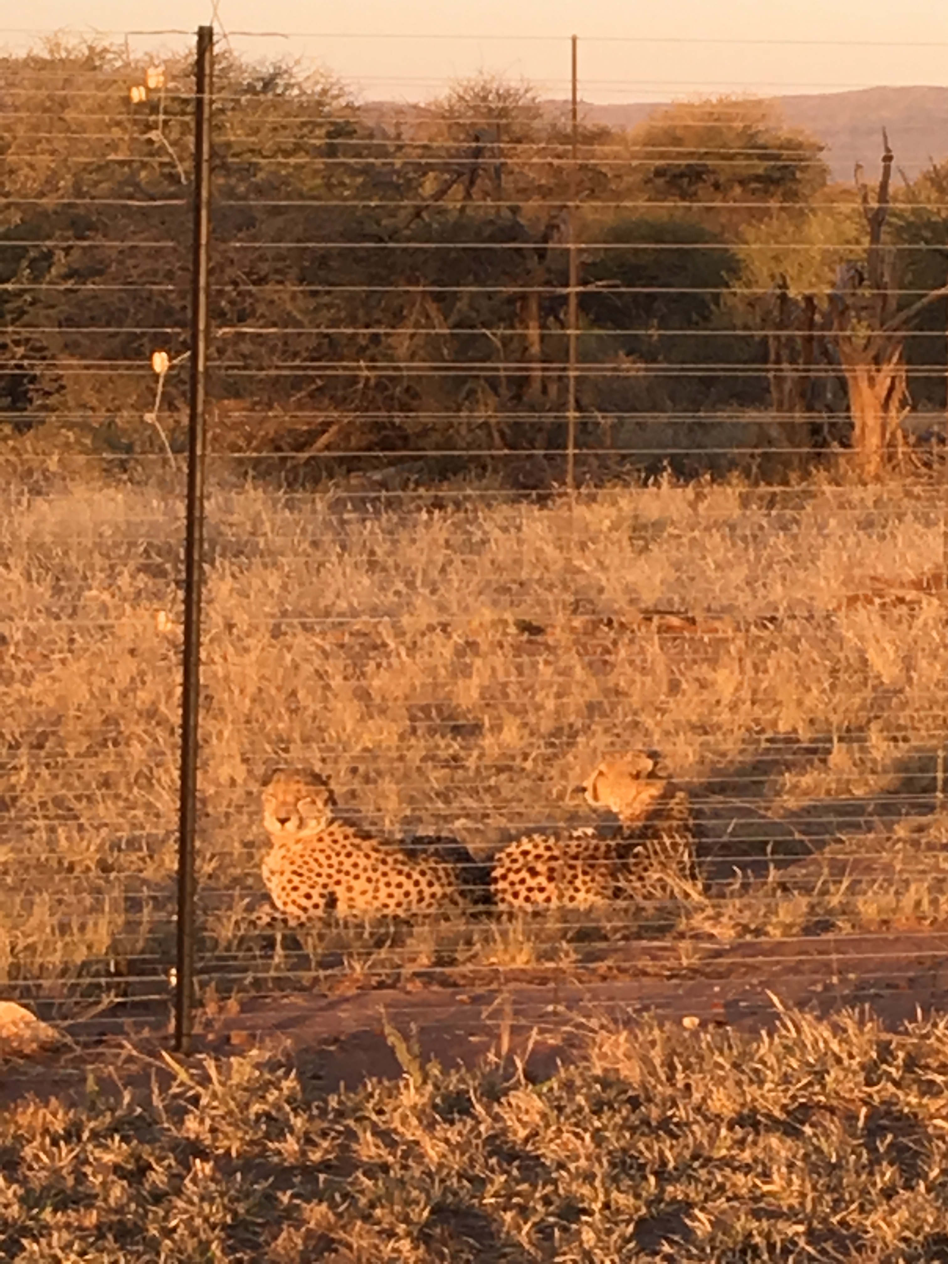 11.001 cheetahs.JPG