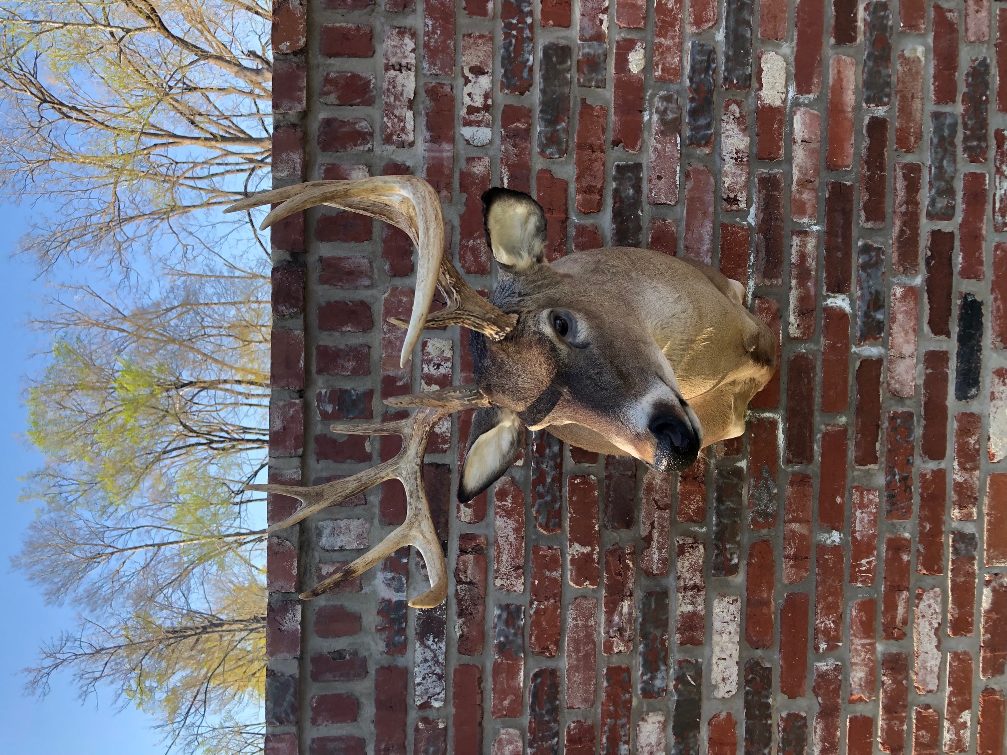 11 pt Whitetail mount.jpg