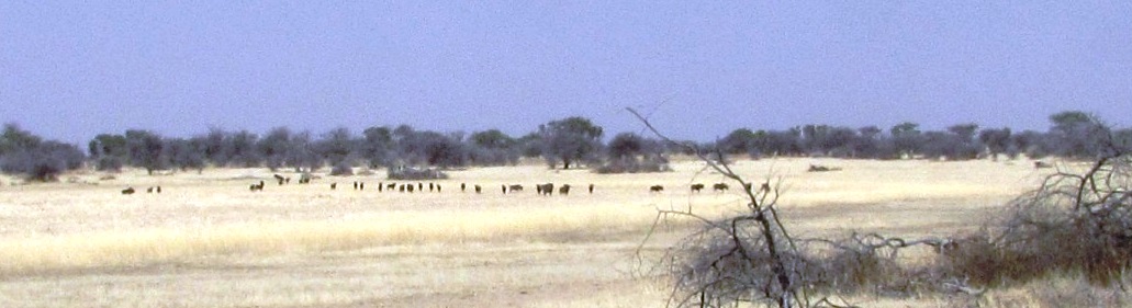 11 wildebeest herd.JPG