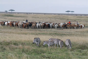 1108zebra2-1.jpg