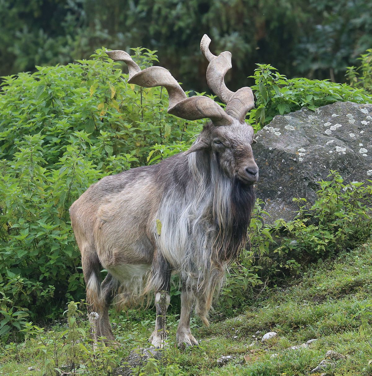 1200px-Markhor_Schraubenziege_Capra_falconeri_Zoo_Augsburg-02.jpg