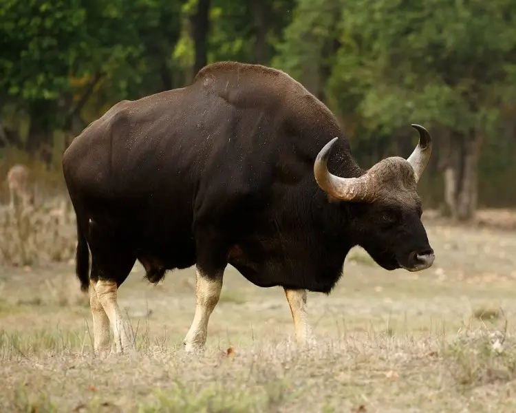 1620px-gaur-indiajpg.webp