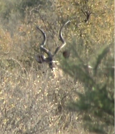 18.1  kudu 2.jpg