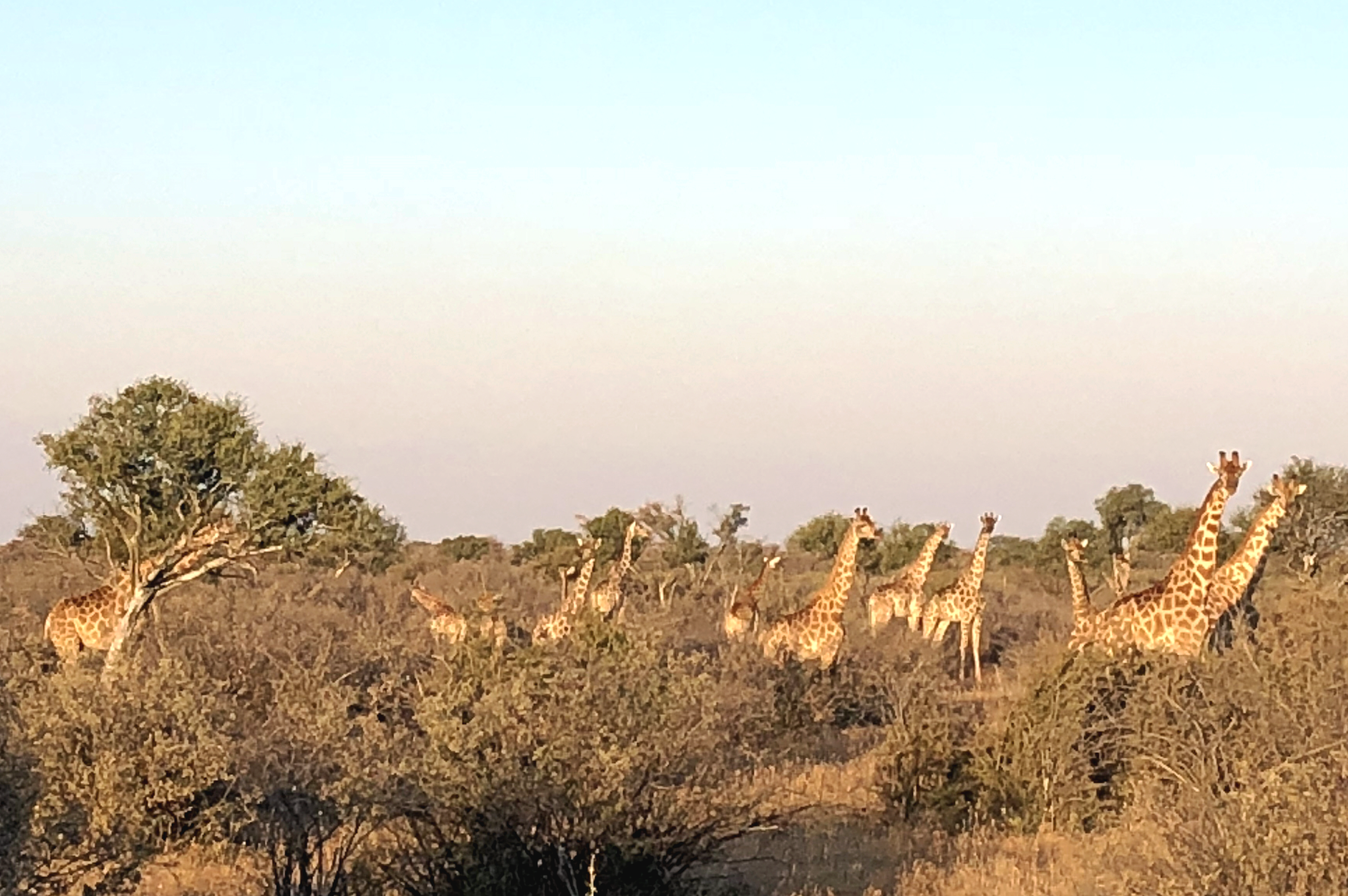 19.1 giraffe herd.png