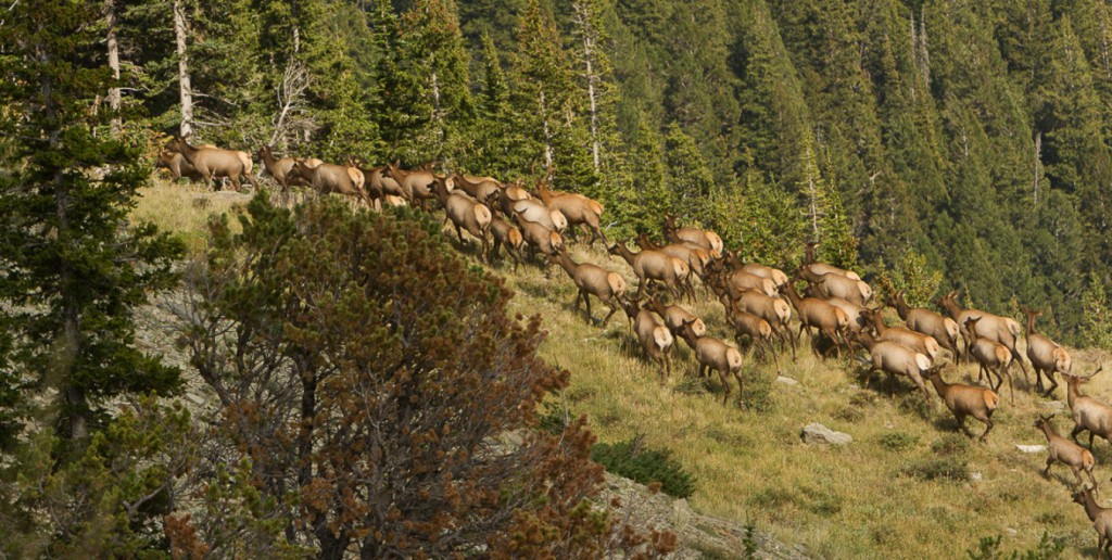 2012_Sept_02_Elk_0064-e1401378887618-1024x516.jpg