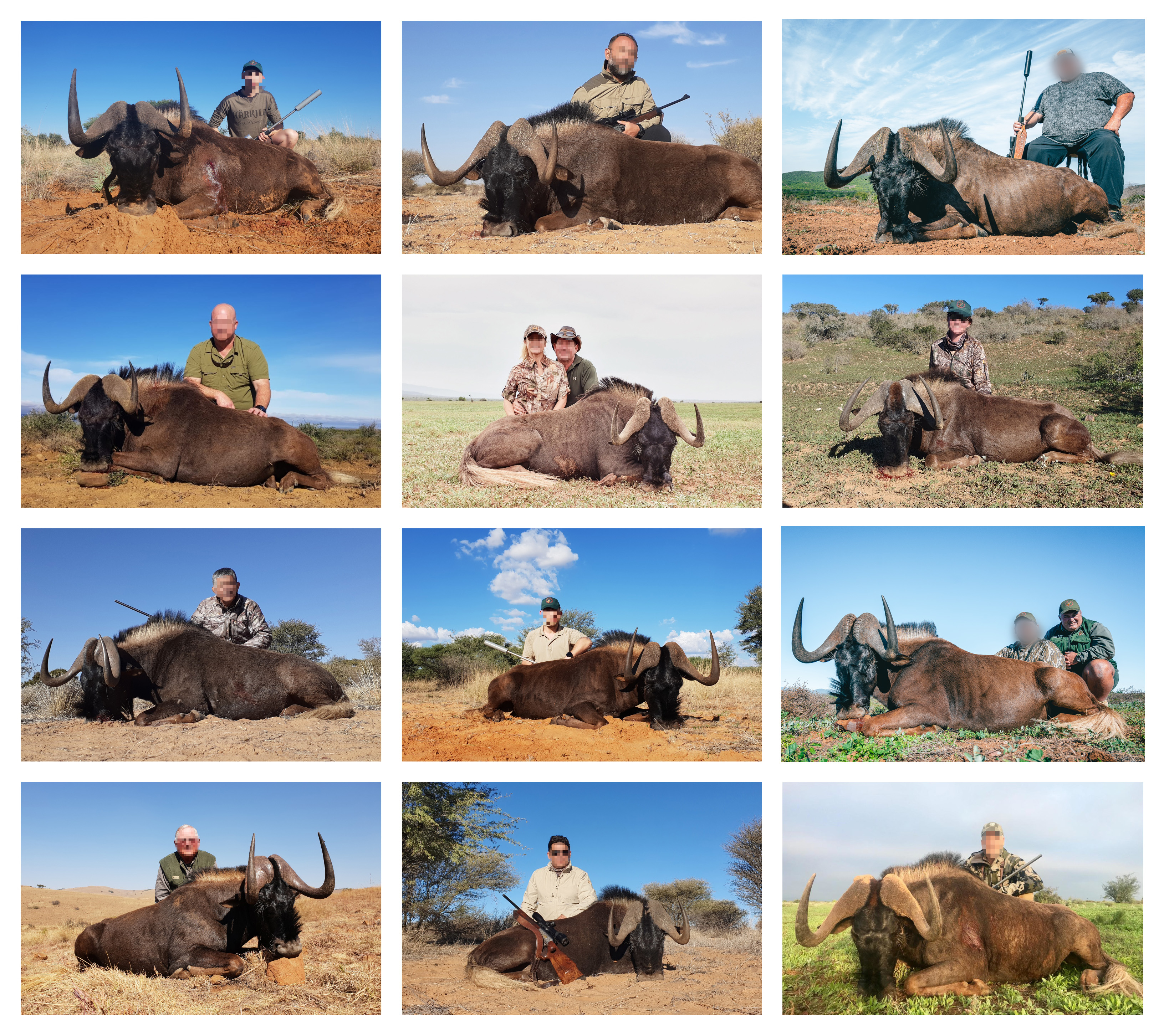 2019 Black Wildebeest collage.jpg