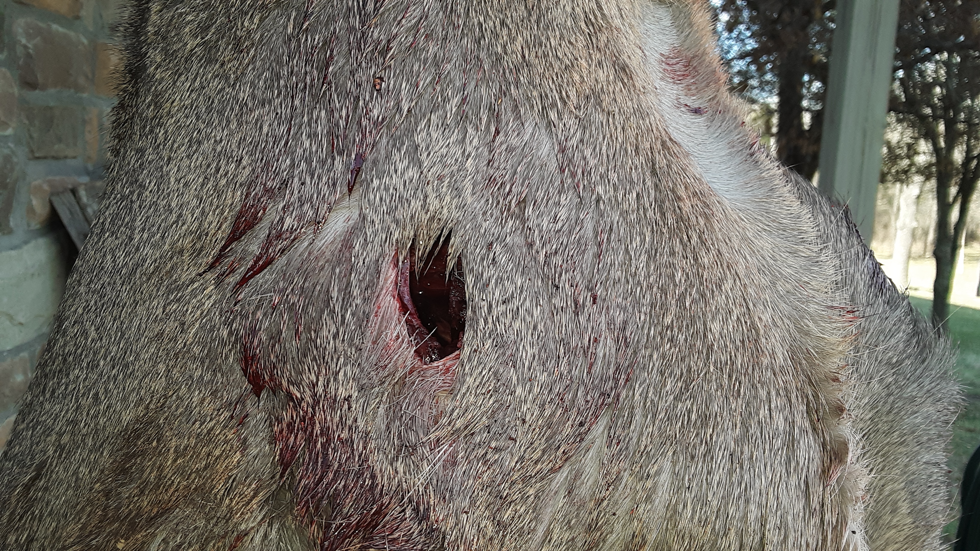 2019 Doe with hide - 375 Ruger exit.jpg