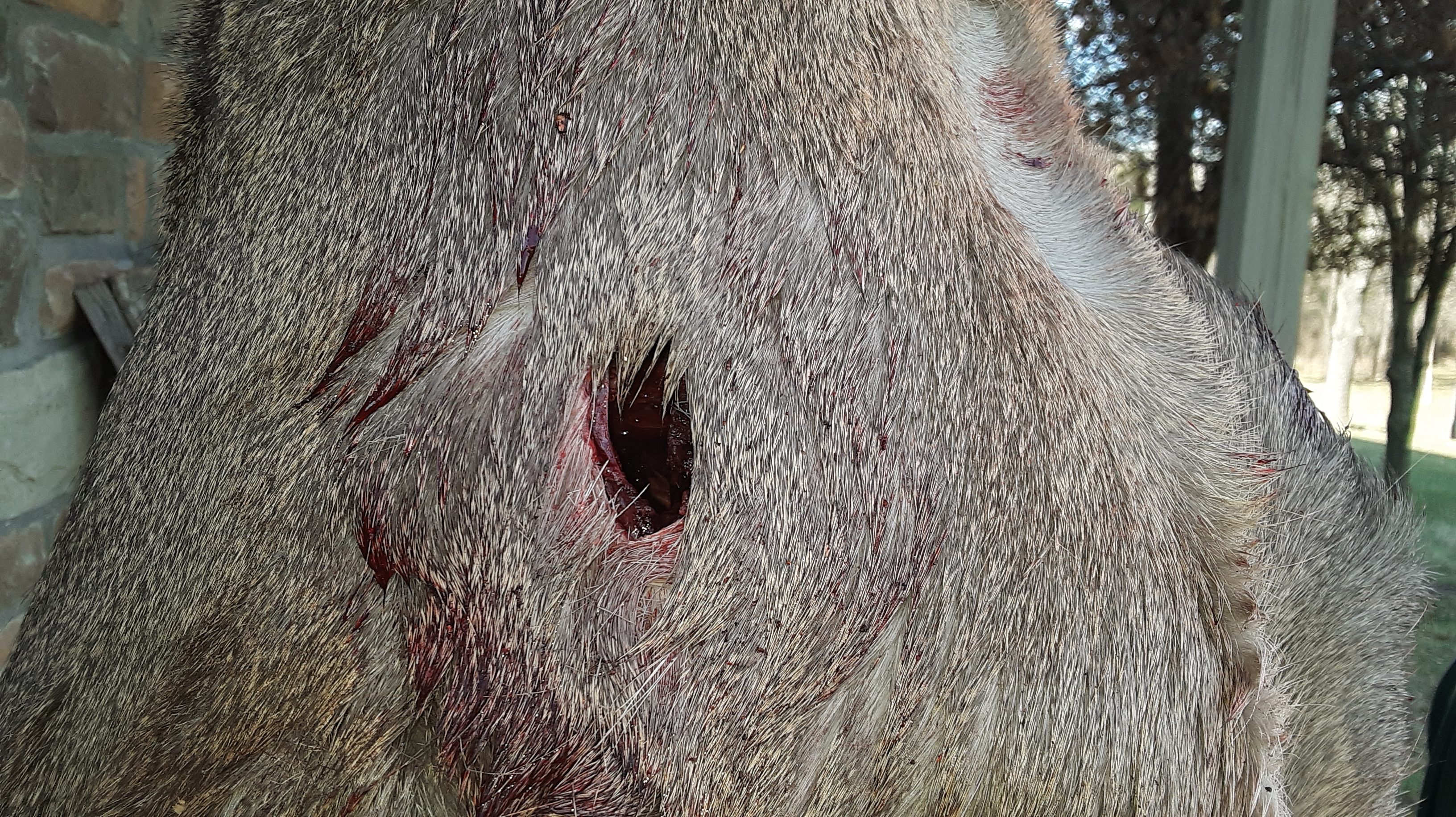 2019 Doe with hide - 375 Ruger exit.jpg