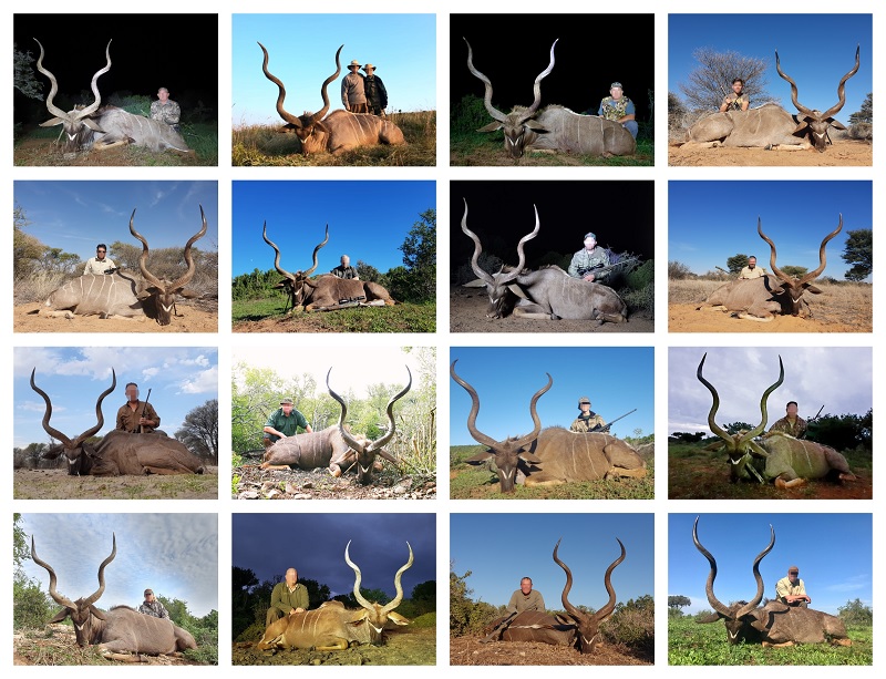 2019 Kudu collage.jpg