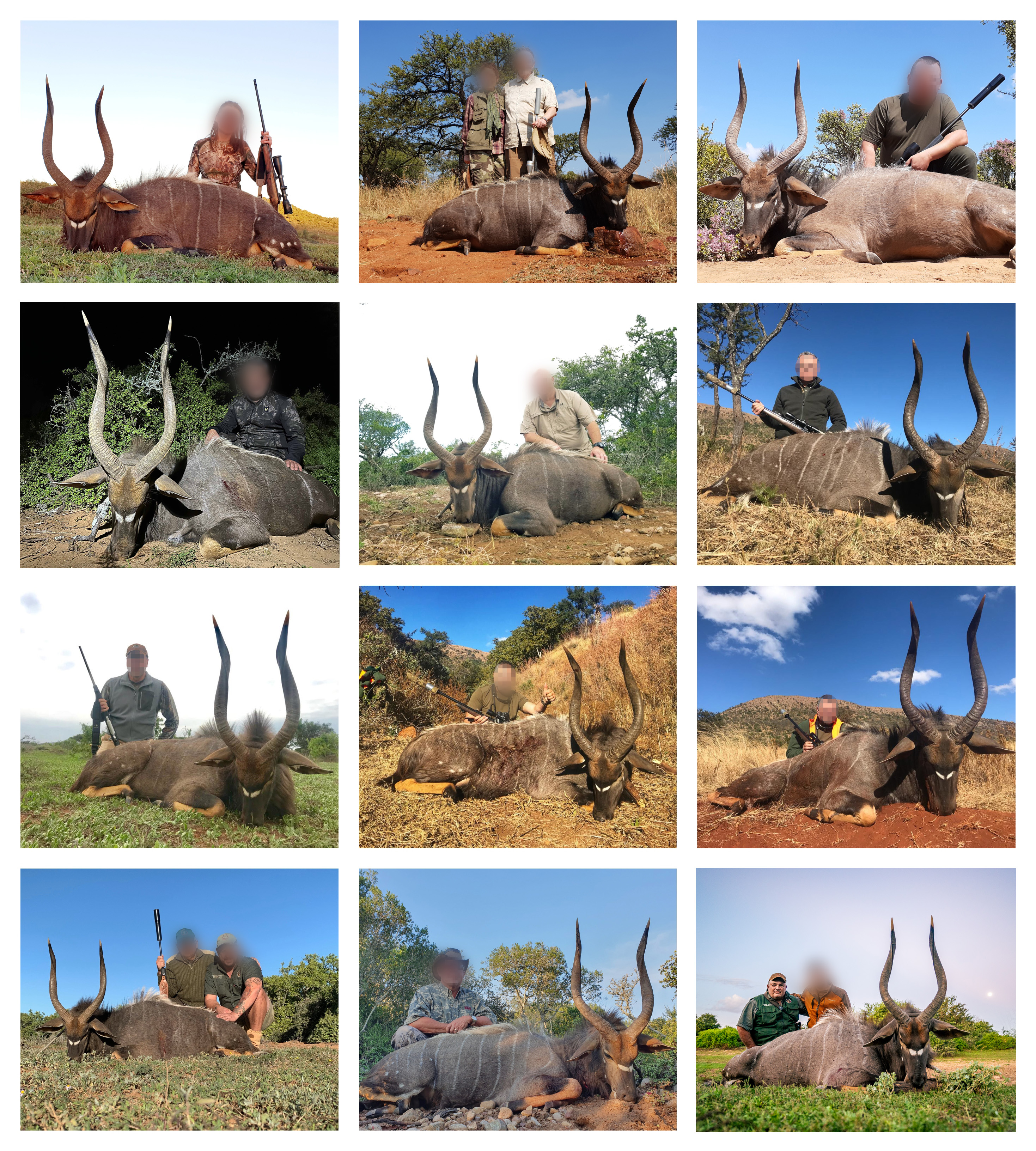 2019 Nyala collage.jpg