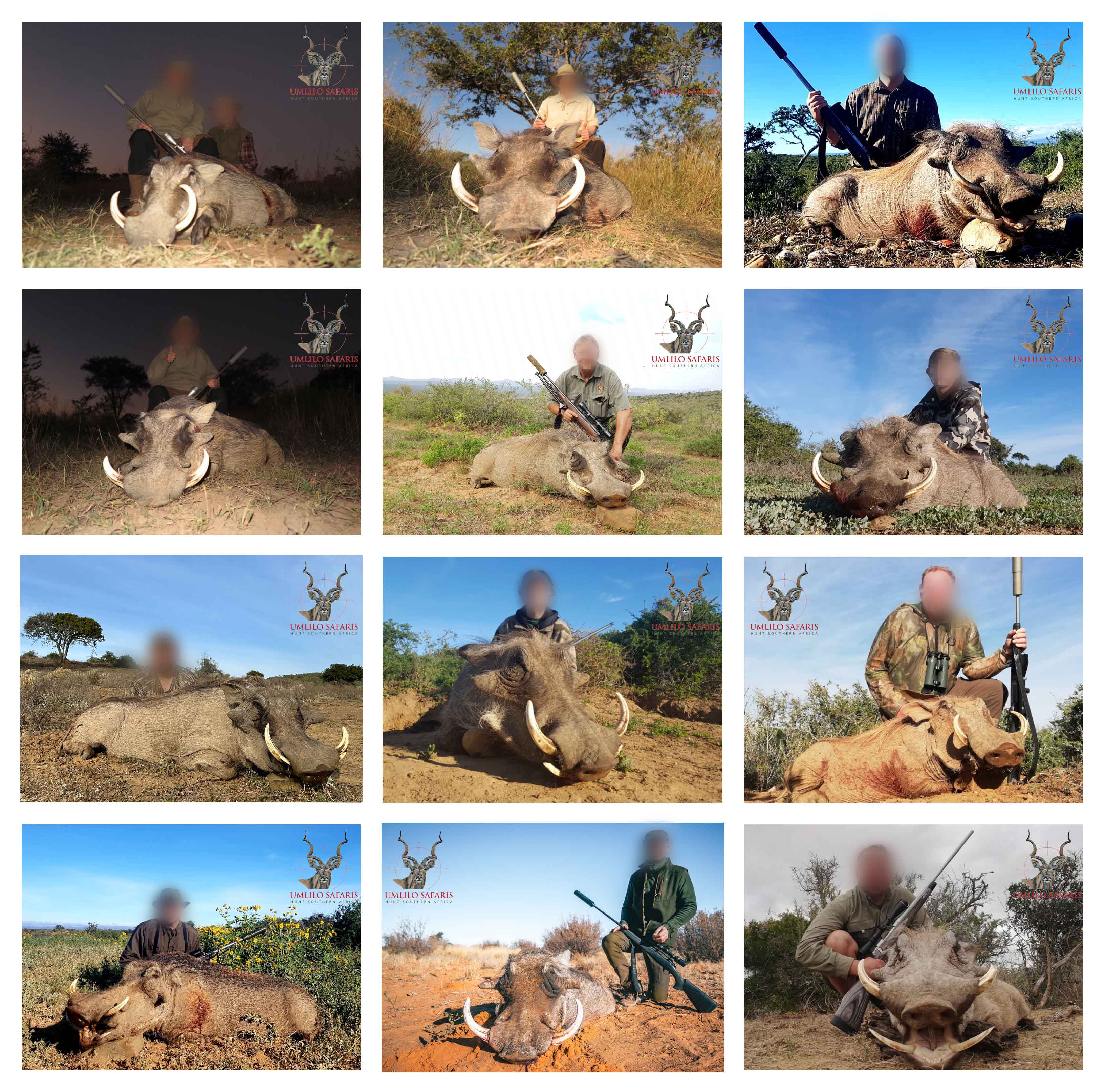 2019 warthog collage.jpg