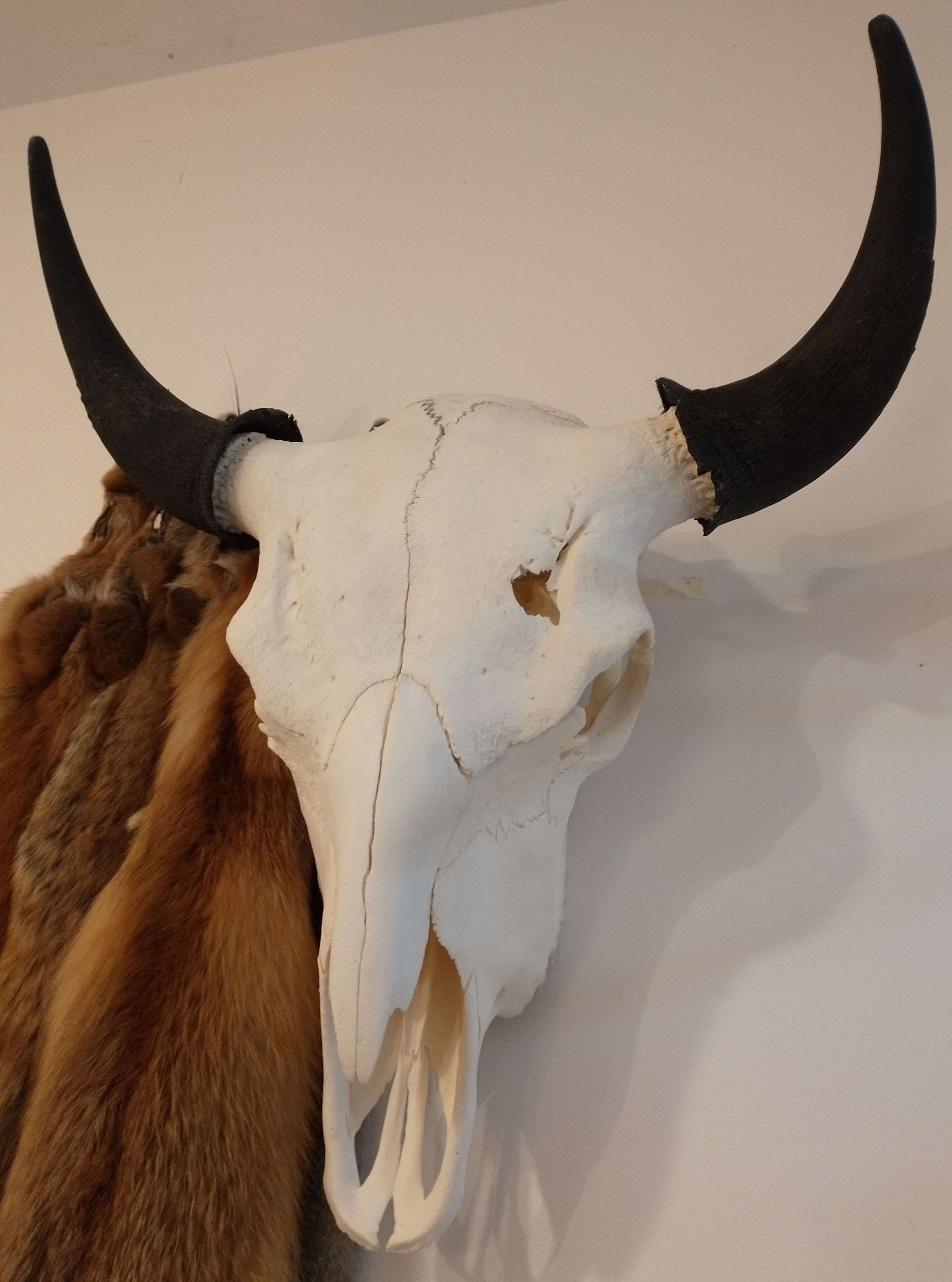 2022 Bison Skull3.jpg