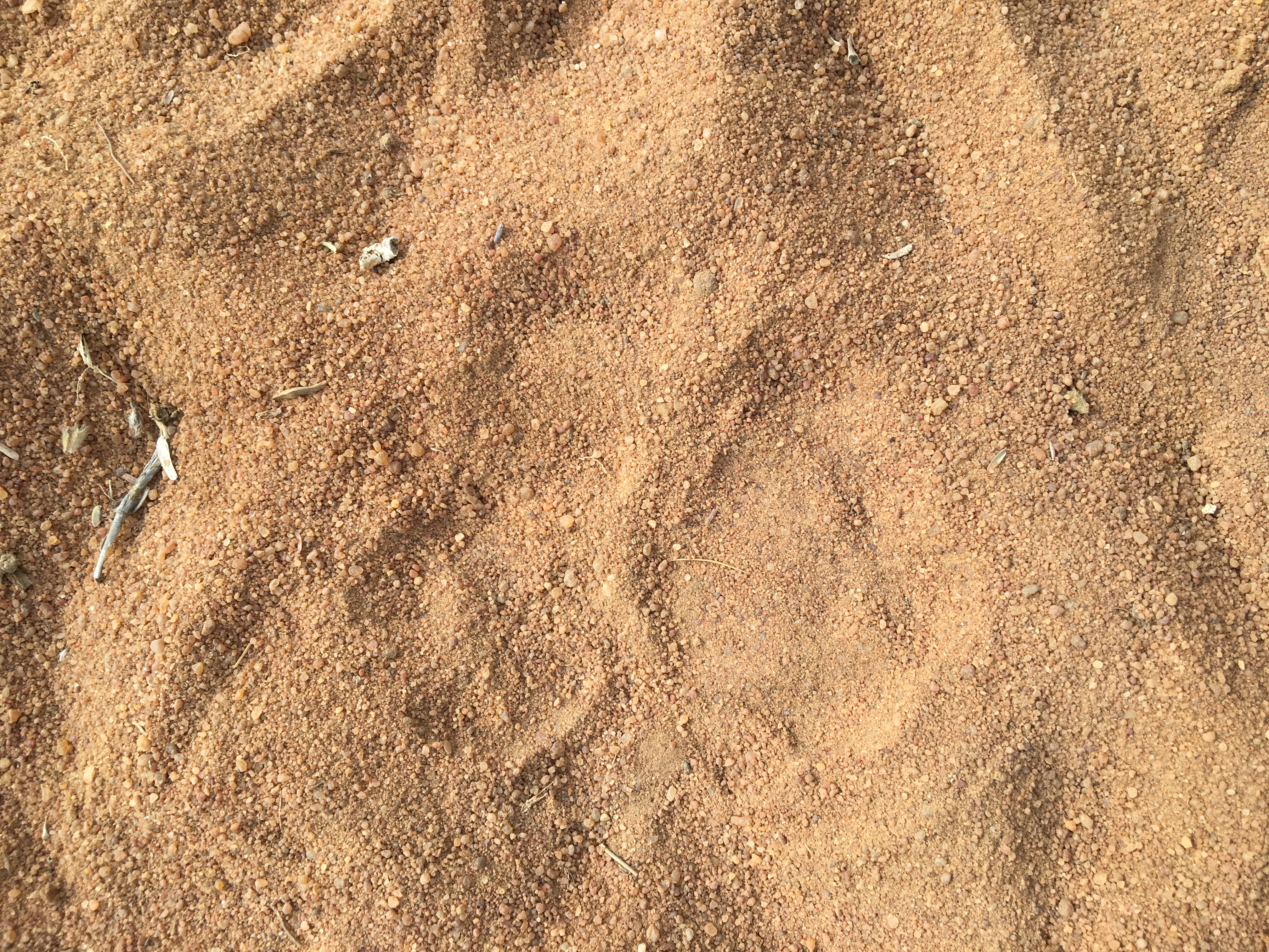 23.1 leopard track.JPG