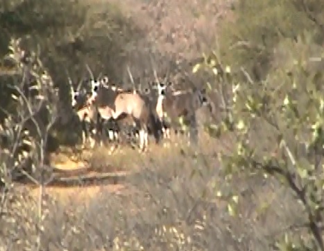 23.5 gemsbok herd.jpg