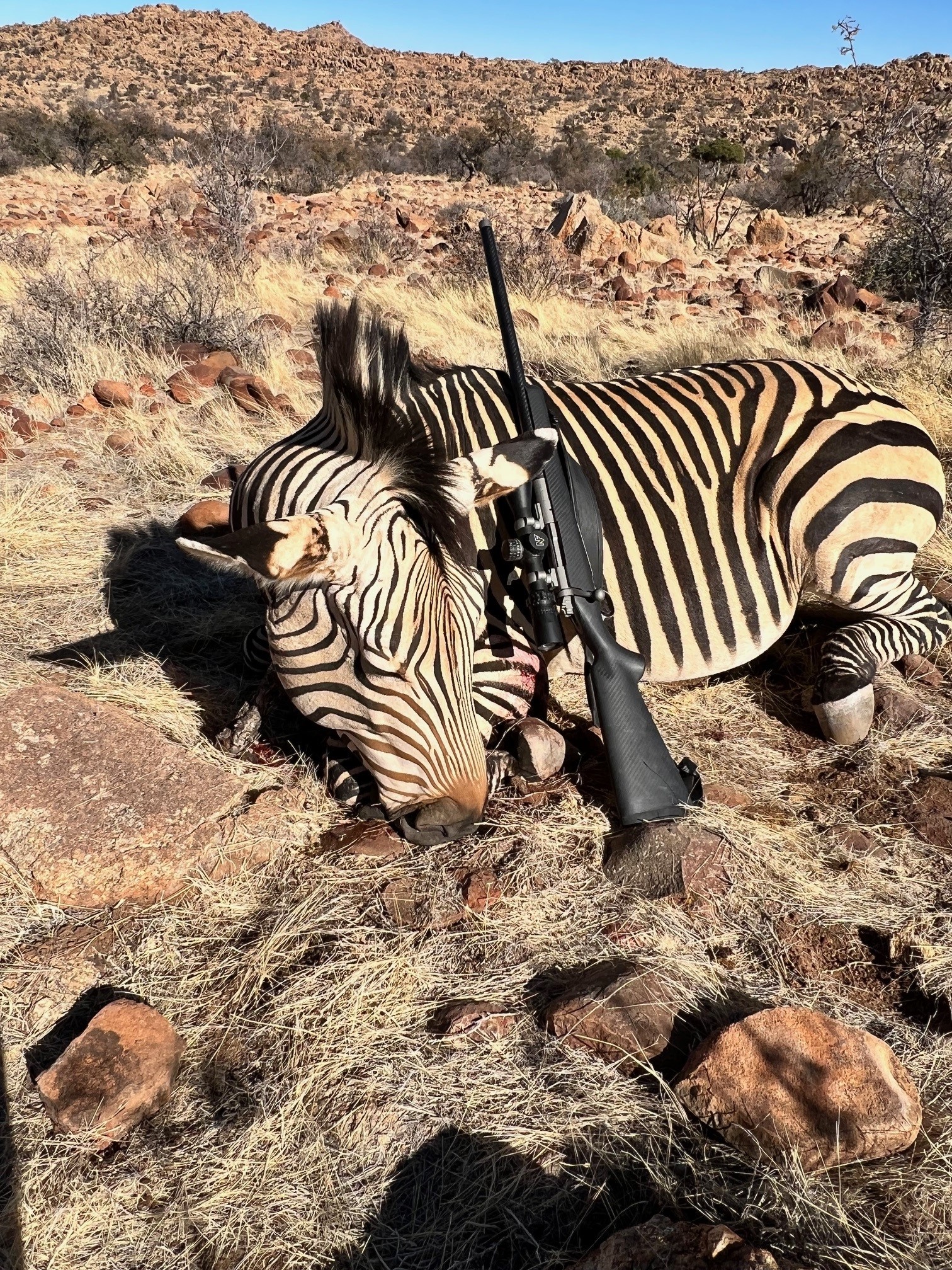 33 Nosler 250 TSX - zebra.jpg