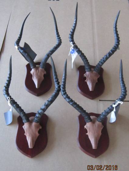 4 x Impala European Mounts covered with Leather.jpg