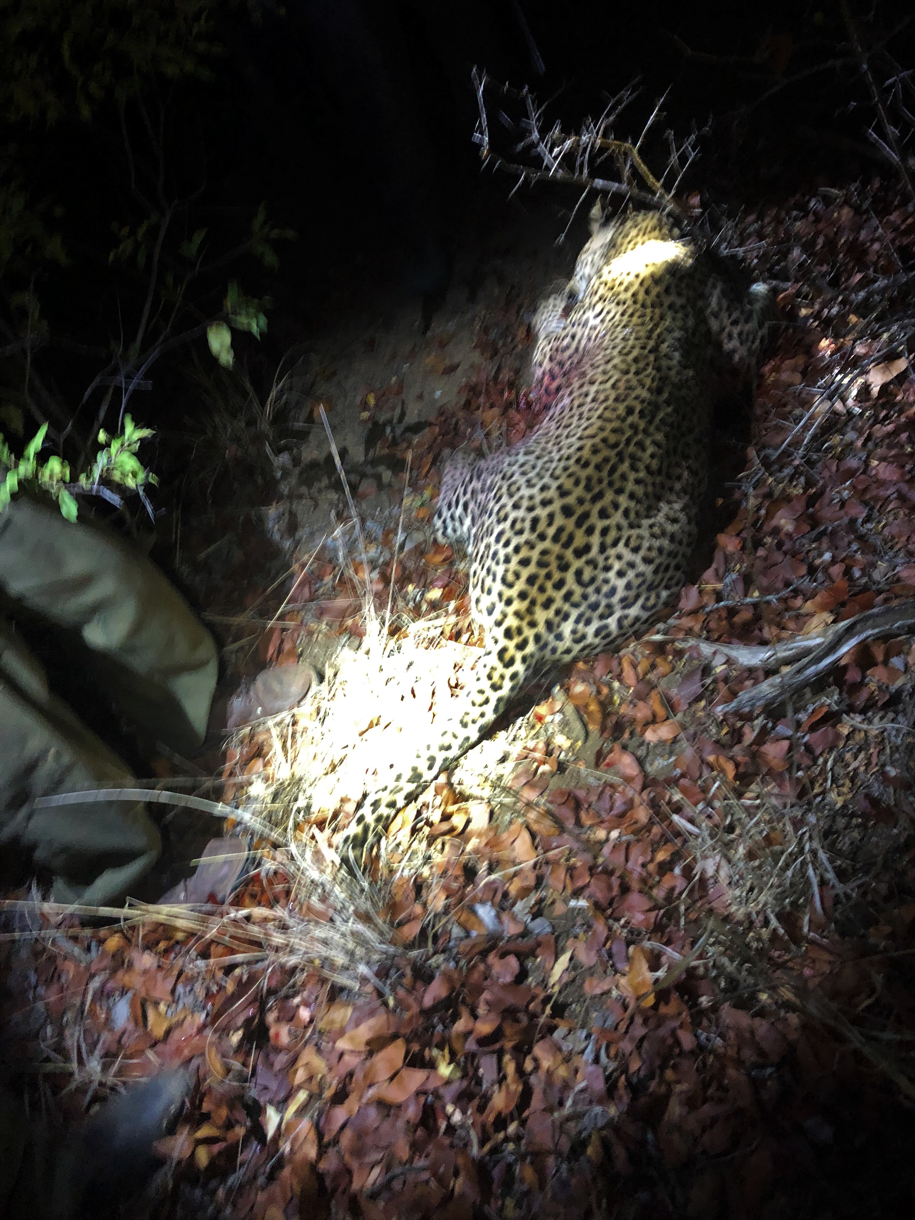 5. leopard down.jpg