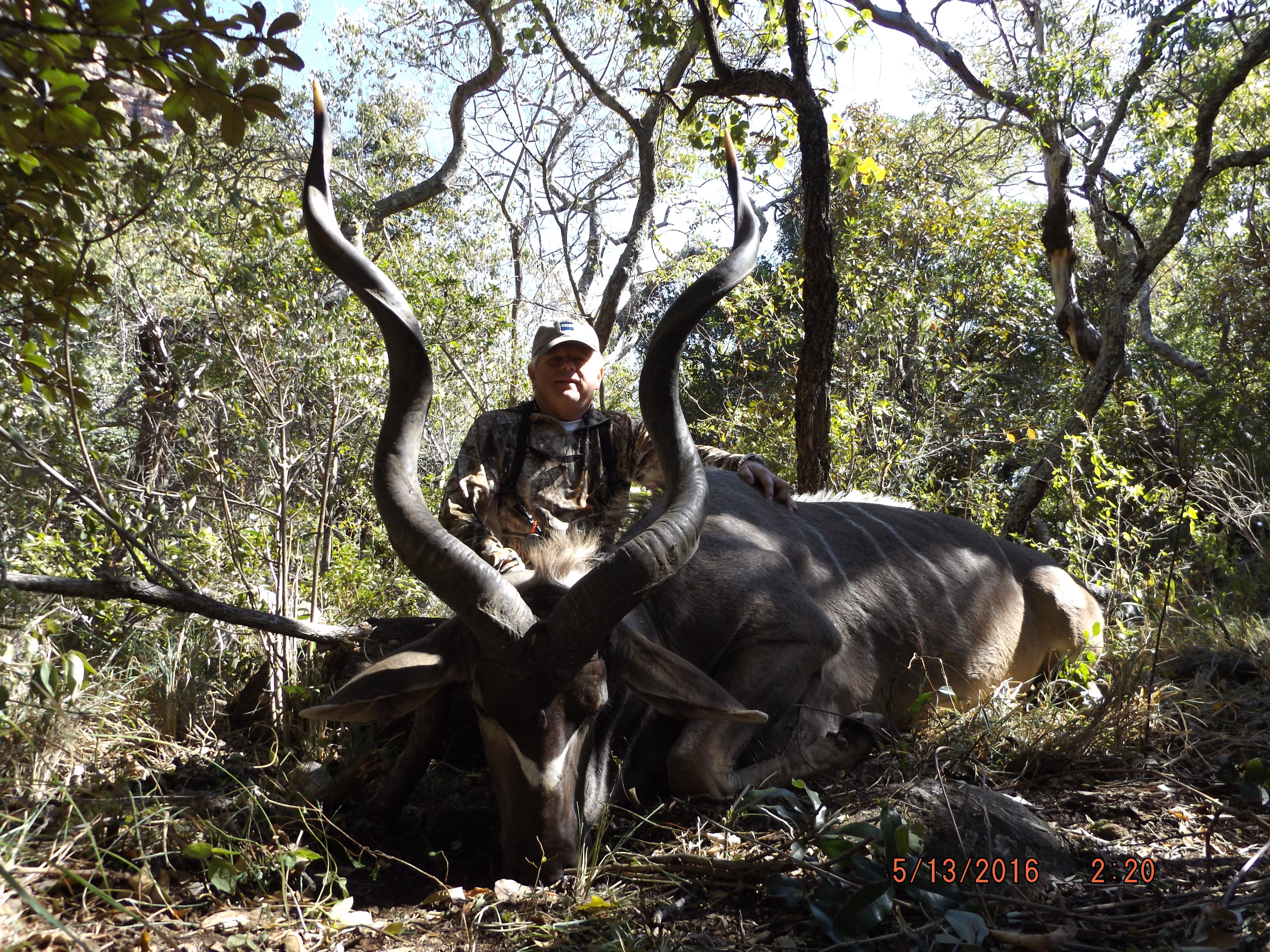 52 inch mature  Kudu.JPG