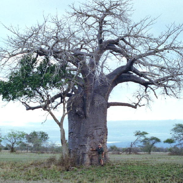 5616Boabab_Tree_2002.jpg