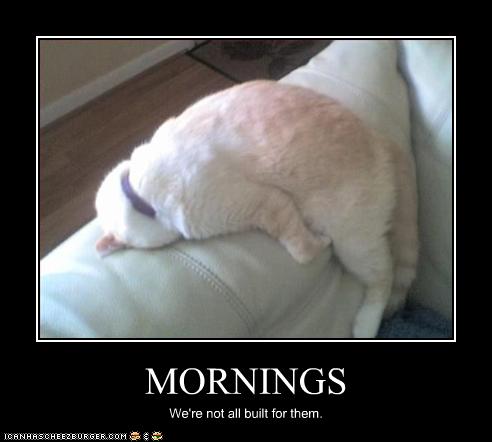 57fca_funny-pictures-cat-hates-mornings.jpg