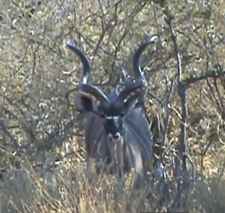 6.8 kudu bedded.jpg