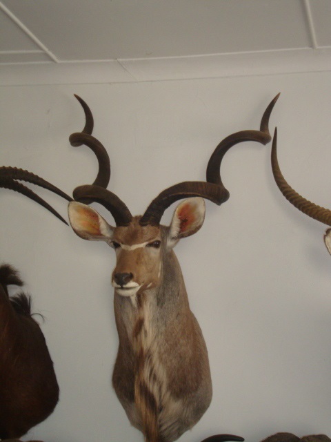 60+ kudu mount.jpg