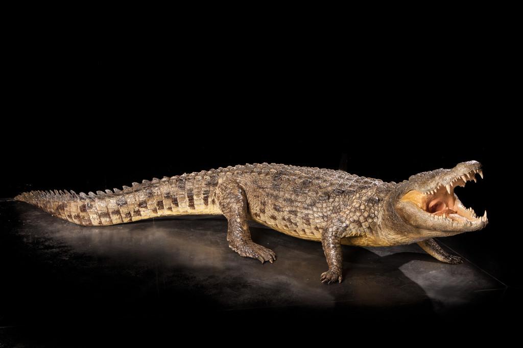 61-Crocodile-1024x683.jpg