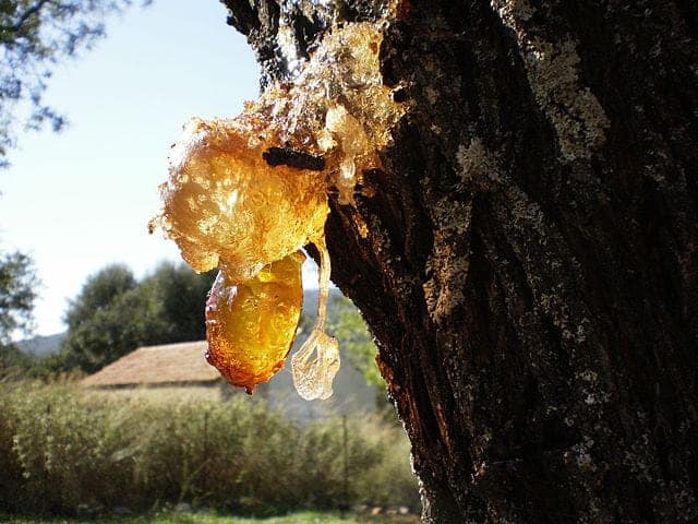 640px-Resin_on_Almond_tree-min.jpg