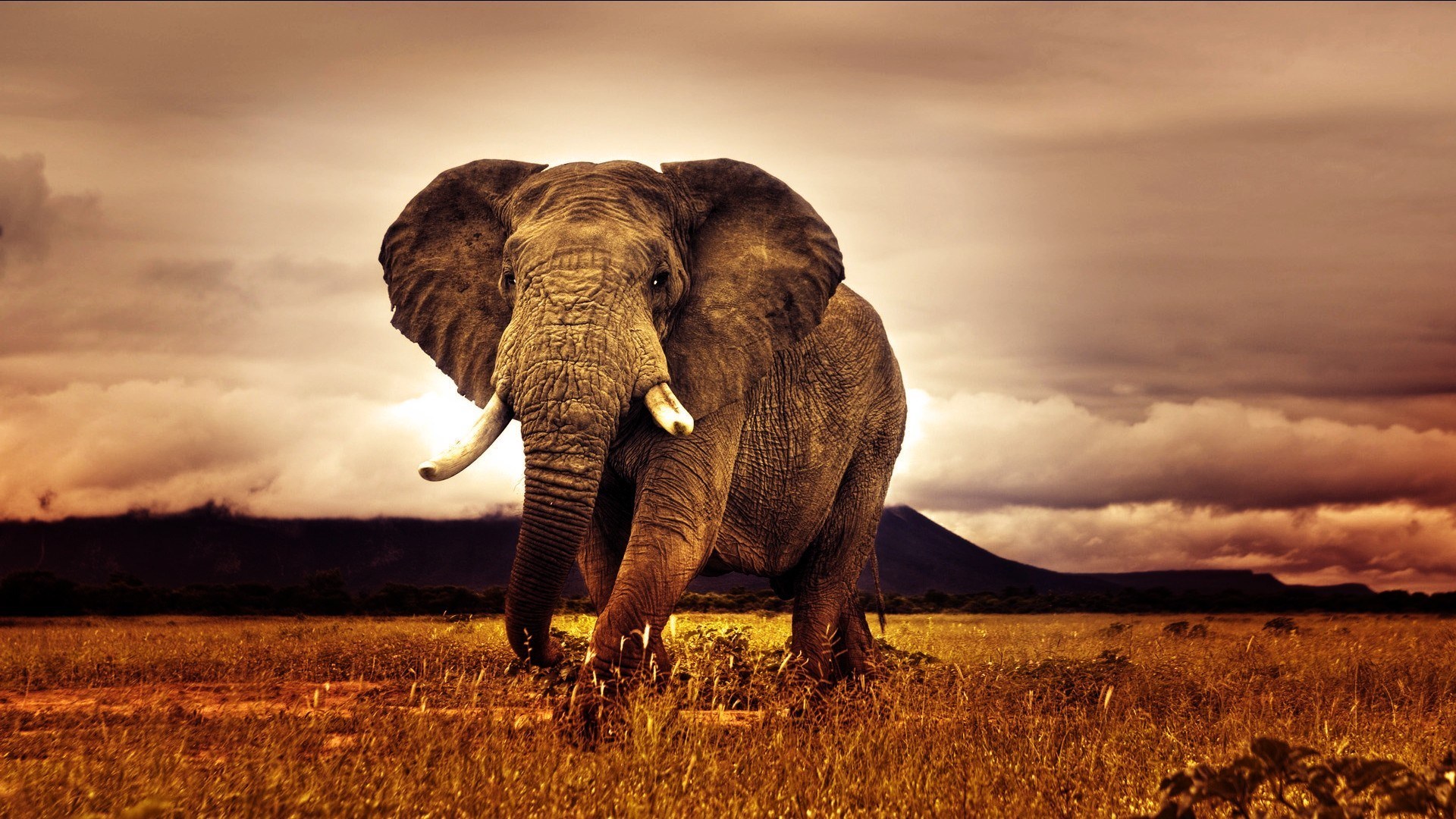 6951941-big-elephant-africa-nature-photo.jpg