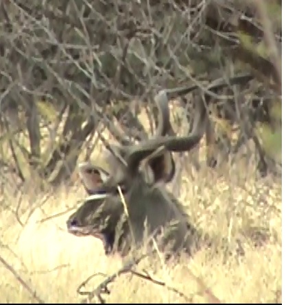 7.2bedded kudu.jpg