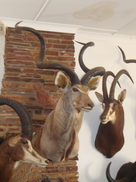 74 kudu.jpg