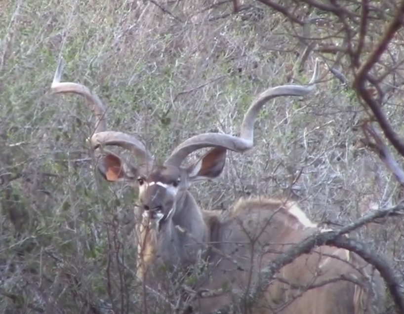 777 12 kudu.jpg