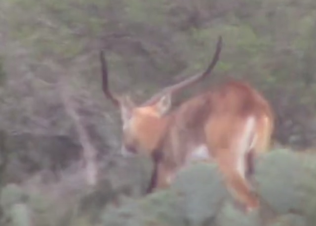 777 15 lechwe.jpg