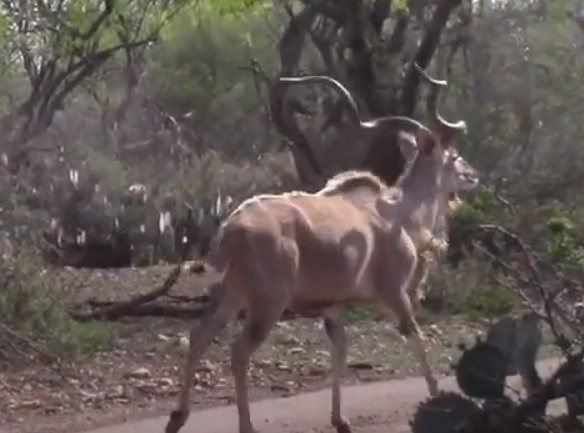 777 2 kudu.jpg