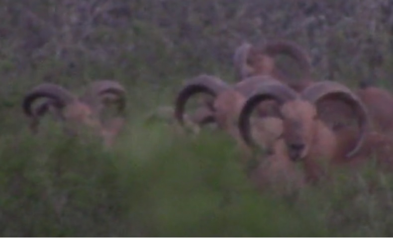 777 27 aoudad.jpg