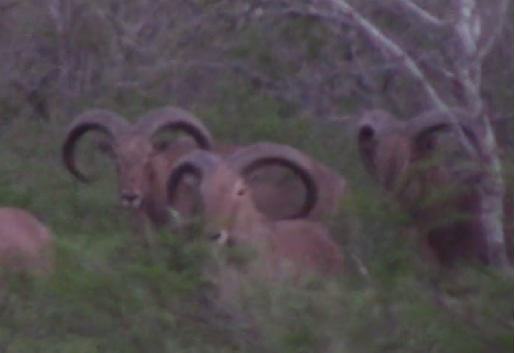 777 28 aoudad.jpg