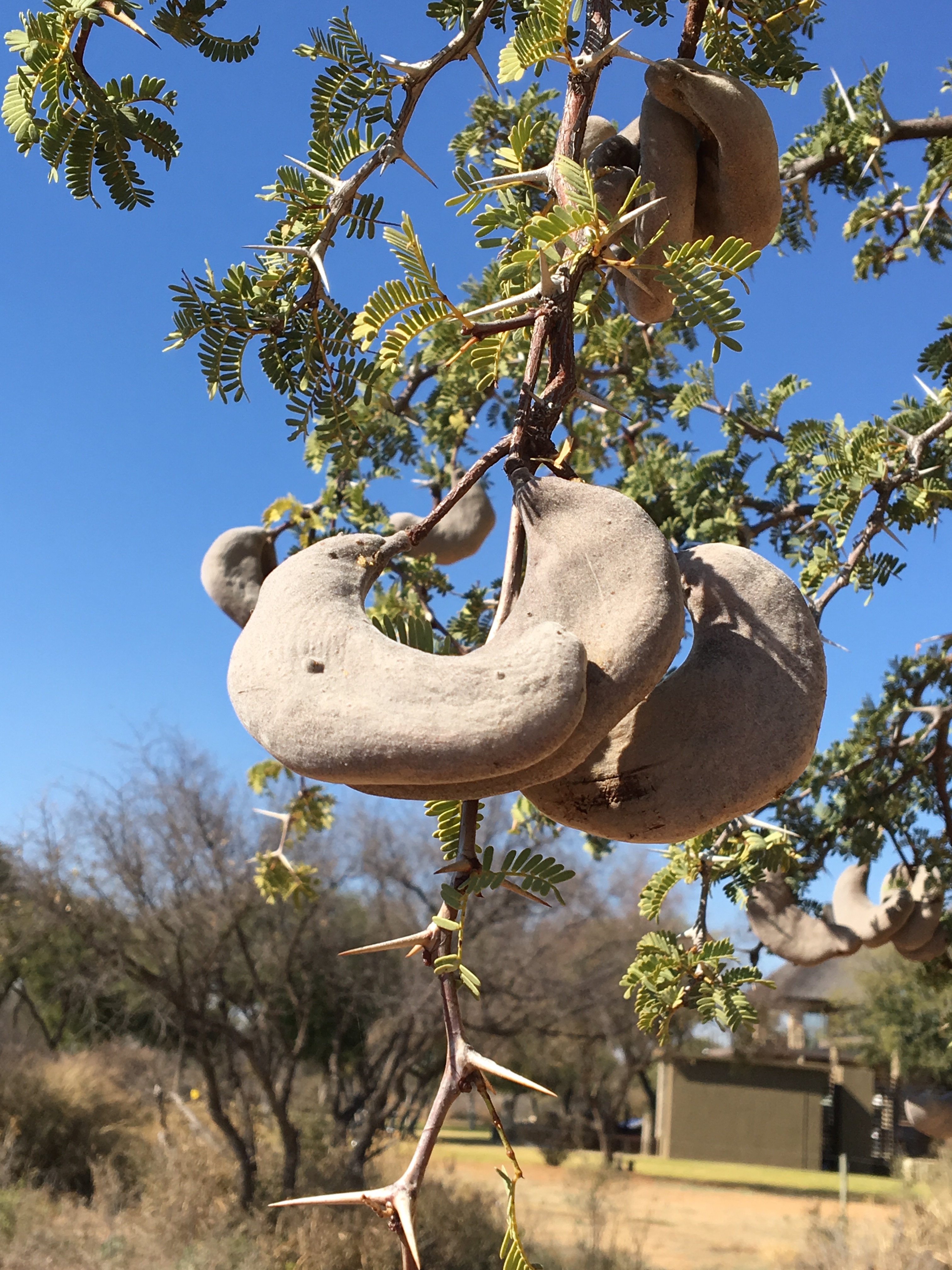 8.2 camel thorn tree.JPG