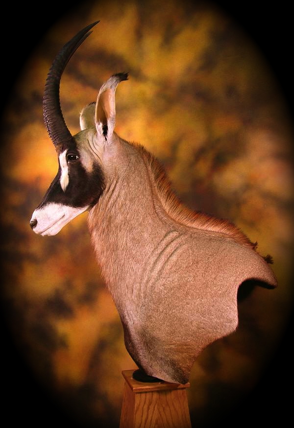 _roan_antelope_zpshut8qaoi.jpg