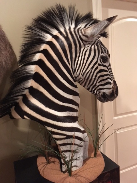 a%20lana%20zebra%20mount%202_zps0sisnqtl.jpg